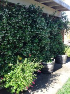 Gardening in Containers Image